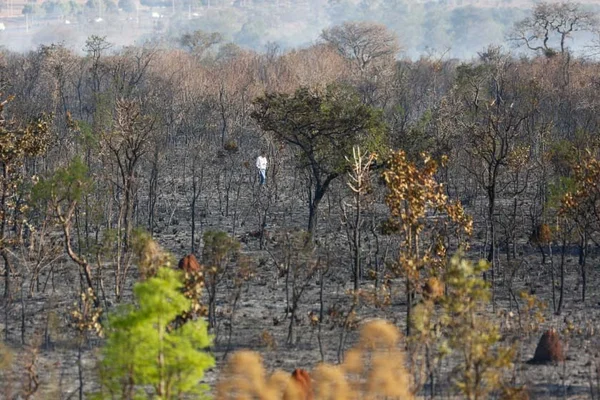 Pesquisa: desmatamento no cerrado chega a 2,4 vezes a extensão do DF