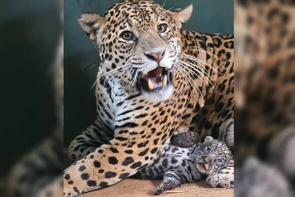 Onça resgatada em incêndio no Pantanal tem filhote; veja as fotos