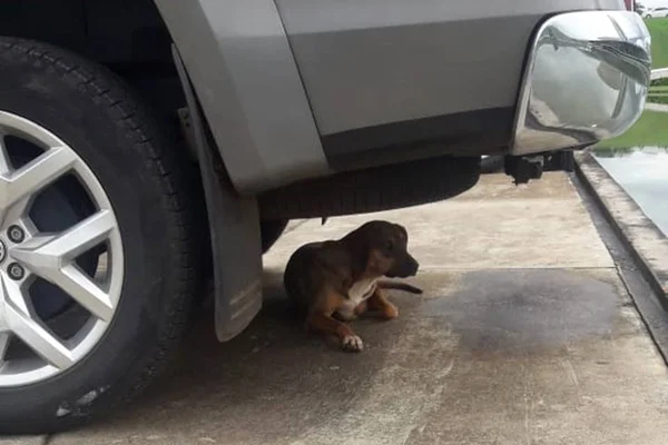 Abandonada no Congresso, a cachorrinha Vitória procura um lar