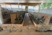 Os galos foram colocados à disposição dos órgãos responsáveis para que sejam recolhidos