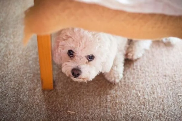 cachorro com medo de pet shop