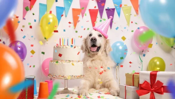 Confira as fotos mais fofas de pets comemorando aniversário