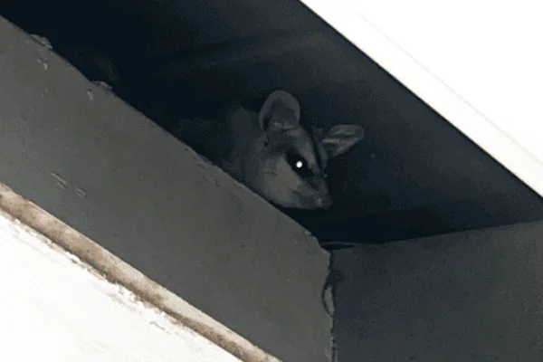 Foto de saruê