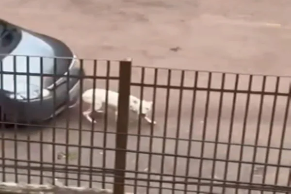 Print de vídeo de cachorro sendo atropelado
