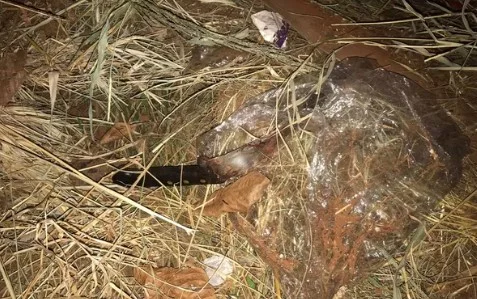 Faca usada para matar homem de 43 anos em Goiânia