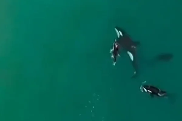 Vídeo: nadadora é cercada por três orcas na Nova Zelândia