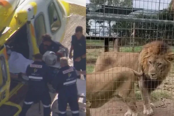 Mulher tem braço arrancado por leão em zoológico na Austrália - Metrópoles