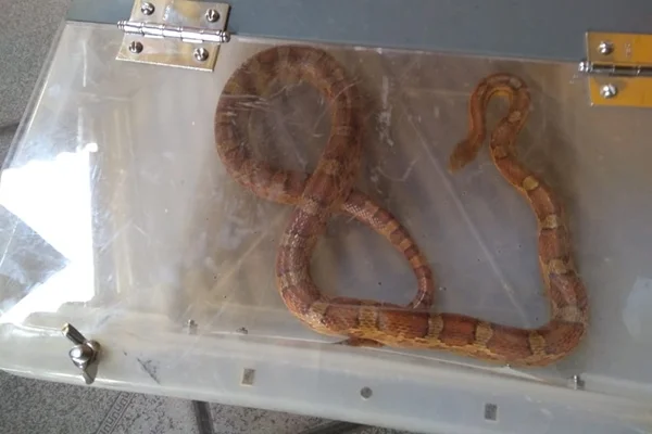 Cobra apreendida pela PMDF