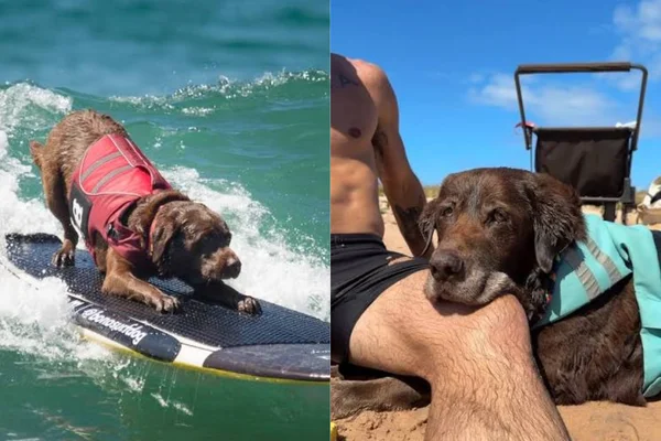 Conheça Bono, cão surfista de 16 anos que acumula 7 títulos mundiais
