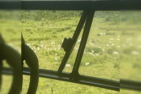Boiada em terra indigenas