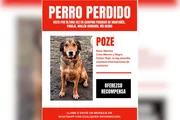 Influenciador paulista mobiliza buscas por cão Poze perdido na Argentina - imagem 3