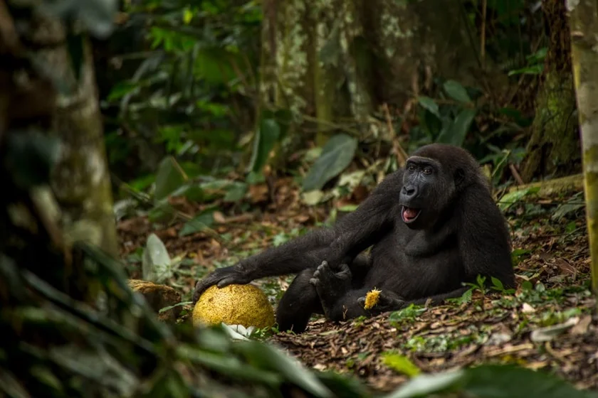 Young Wildlife Photographer of the Year - The Good Life by Daniël Nelson Young Wildlife Photographer of the Year - The Good Life by Daniël Nelson