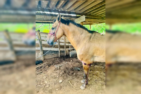 Cavalo furtado no DF é encontrado machucado após 13 dias desaparecido