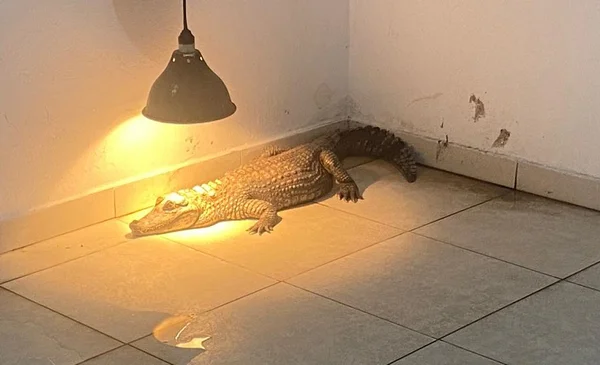 Polícia resgata jacaré e mais 85 animais silvestres em bairro nobre de SP