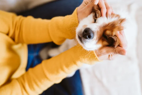 Cachorro recebendo carinho