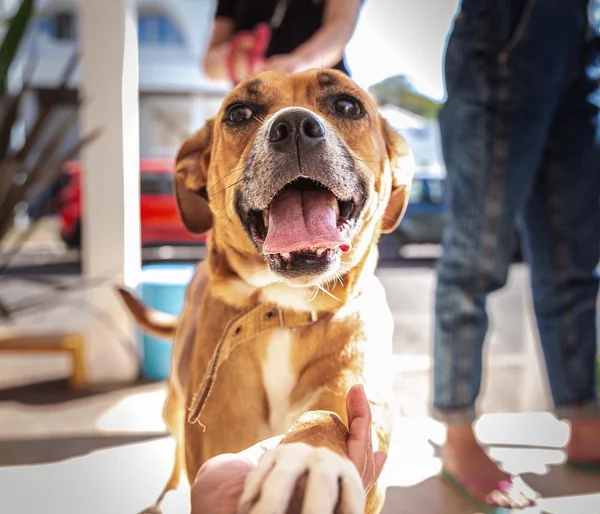 Foto colorida de um cachorro de pelagem marrom - Metrópoles