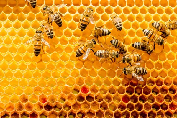 Modinha da vez: saiba como introduzir o extrato de própolis na dieta