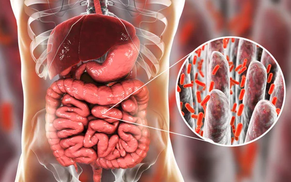 Desenho colorido do intestino que cotém bactérias do bem