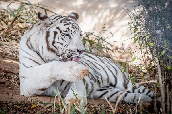 Morre Dandy, o tigre-de-bengala do Zoológico de Brasília