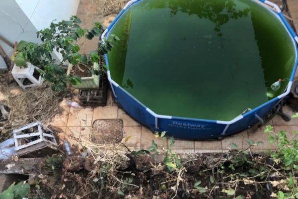 Piscina com água esverdeada e vegetação ao redor.
