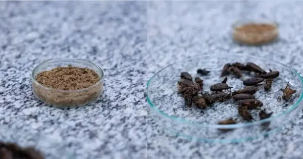 Tomaria? Ciência estuda fazer whey a partir da farinha de grilo