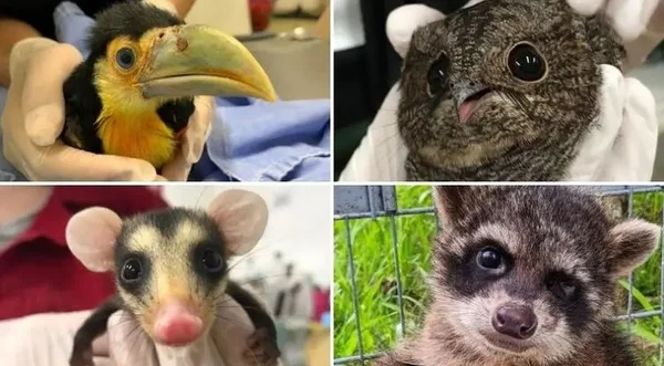 Filhotes de animais resgatados em Blumenau em 2021 encantam pela fofura