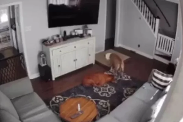 Cachorro ajudando irmão doente