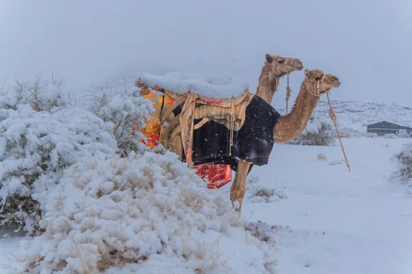 Imagem colorida, dois camelos parados na neve. - Metrópoles