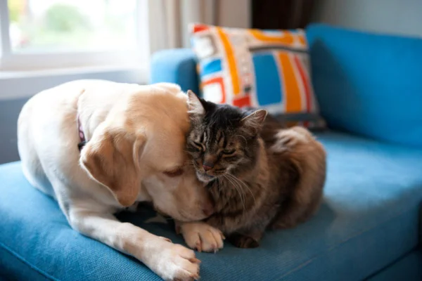 Imagem de cadela deitada com gato em sofá