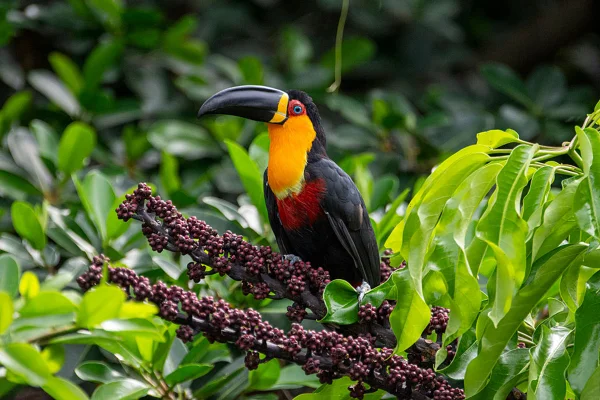 Imagem colorida de Tucano na Mata Atlântica