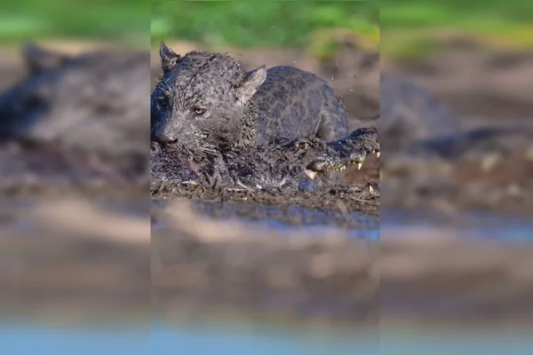 Imagem colorida de onça atacando jacaré