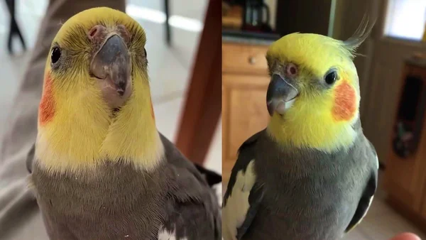 Montagem de duas fotos coloridas que mostram a calopsita