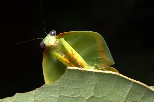 foto colorida de louva-a-deus. Inseto registrado na Amazônia - Metrópoles