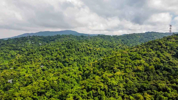 Foto colorida de área verde gigante em São Paulo - Metrópoles
