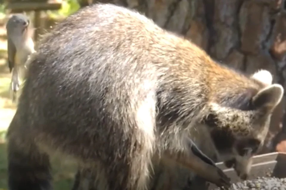 Pássaro arranca pelos de outros animais Pássaro arranca pelos de outros animais