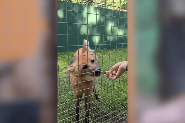 Rotina de treino de lobo-guará em zoo no interior de SP viraliza nas redes