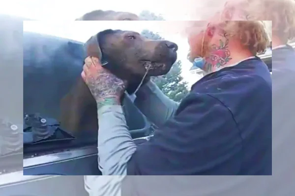 Homem tirando cachorro marrom de dentro de carro tomado por fumaço