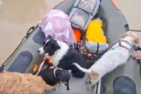 Guarda Civil da Espanha resgata cachorros de estimação de inundação na Espanha