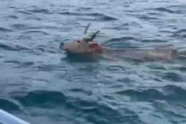 Boi tenta fugir de maus-tratos pelo mar em Santa Catarina