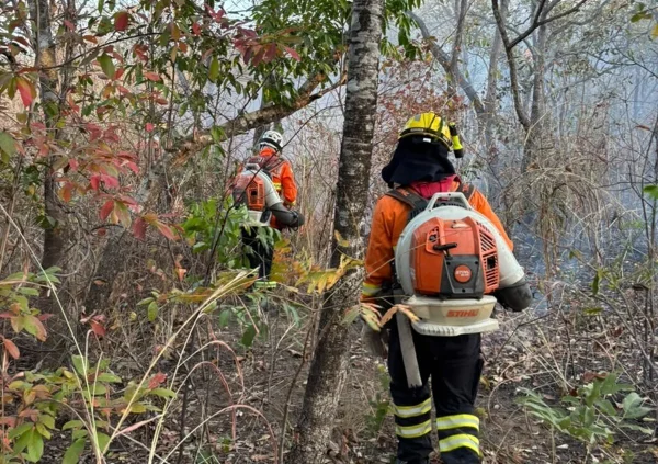 imagem colorida bombeiros combatem incendio goias