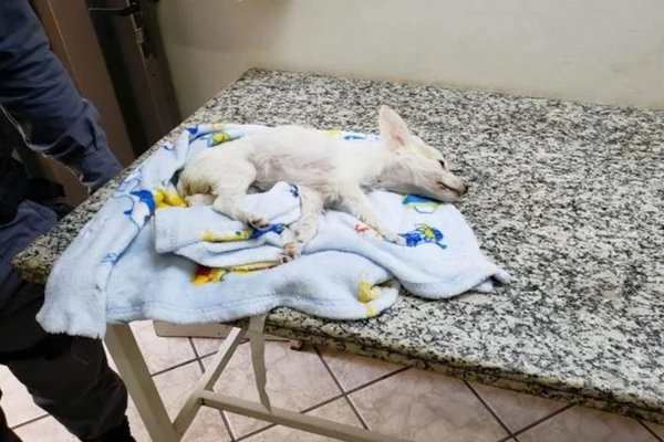 Mulher é presa ao ser flagrada tentando matar filhote de cachorro asfixiado