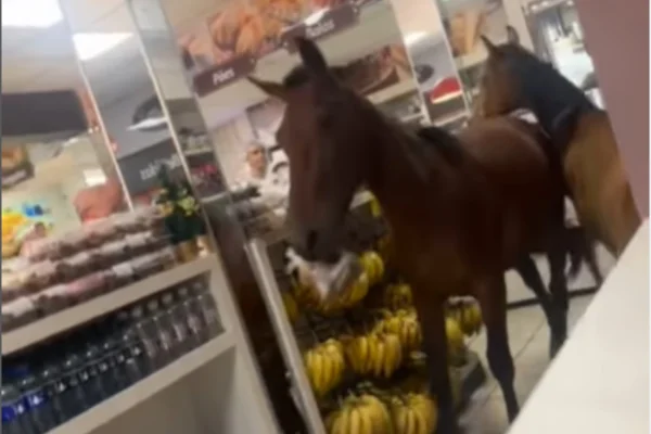 Imagem colorida, cavalos tentando roubar panetones em um comércio - Metrópoles