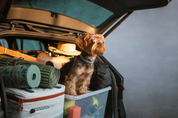 Imagem colorida de cachorro em porta-malas