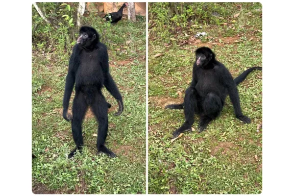 Macaco-aranha