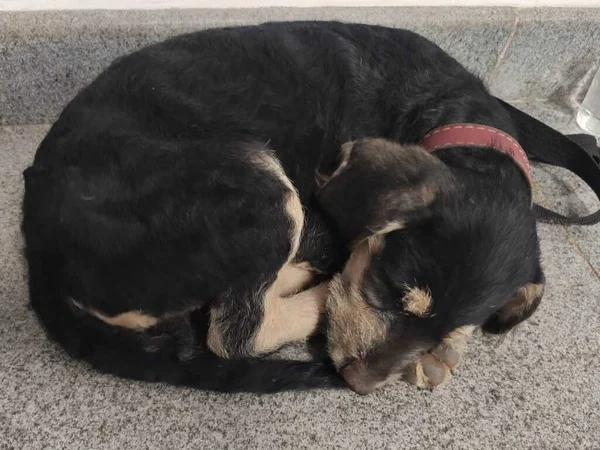 Cachorro é resgato após ser vítima de maus-tratos