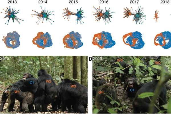 Imagem colorida mostra chimpanzés brigando em Uganda - Metrópoles