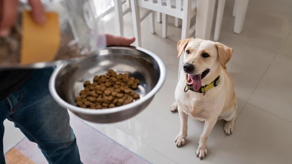 Qualidade da ração impacta a saúde e longevidade dos pets, diz expert