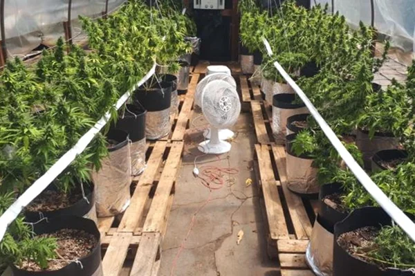 “Clínica de reabilitação” no Paraná cultivava 550 pés de maconha