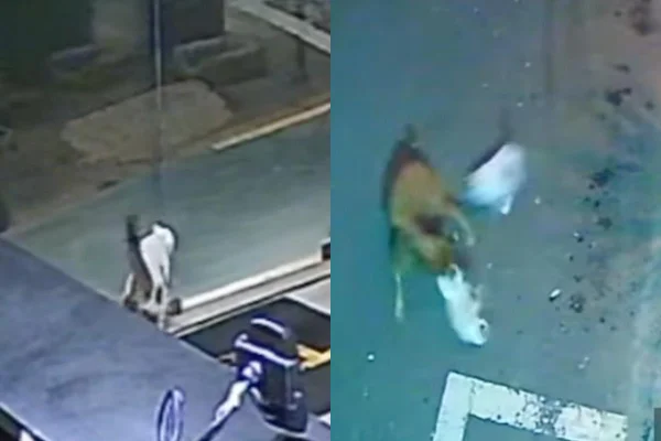 Gato que salvou gata de ataque de cachorro - Metrópoles