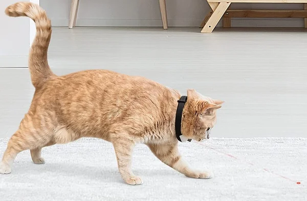 Gatinho correndo atrás de laser